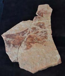Yegua Pintada. Plaqueta Cova de Parpalló. Gandía Colección Museográfica Municipal de Gata de Gorgos